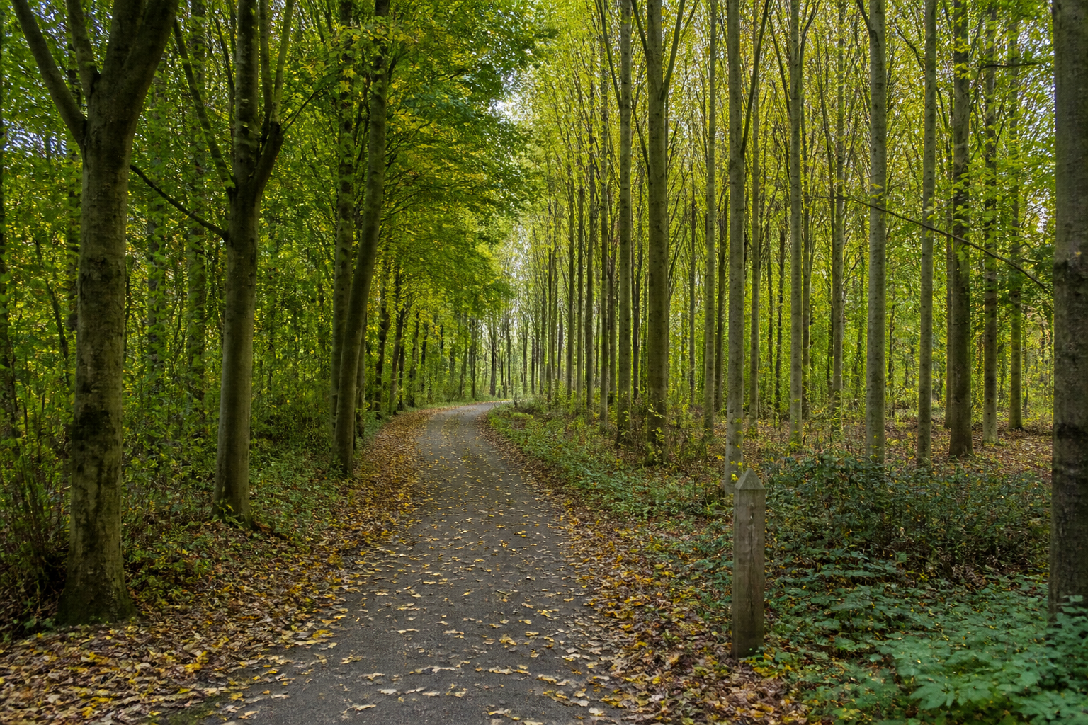 Radweg durch einen Laubwald bei Zeewolde im Herbst