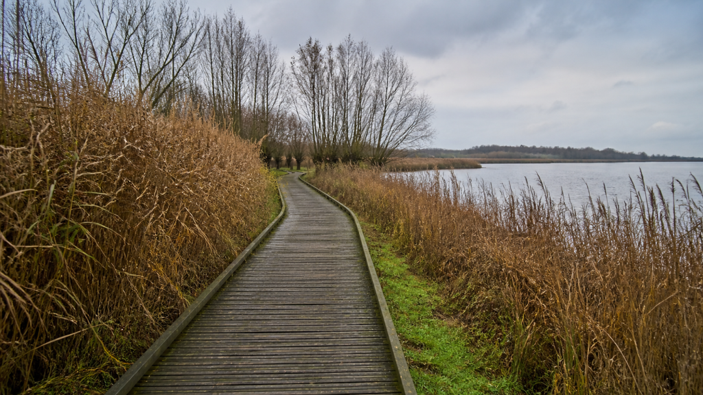 Holzbohlenweg führt durch hohes Schilf an einem niederländischen See