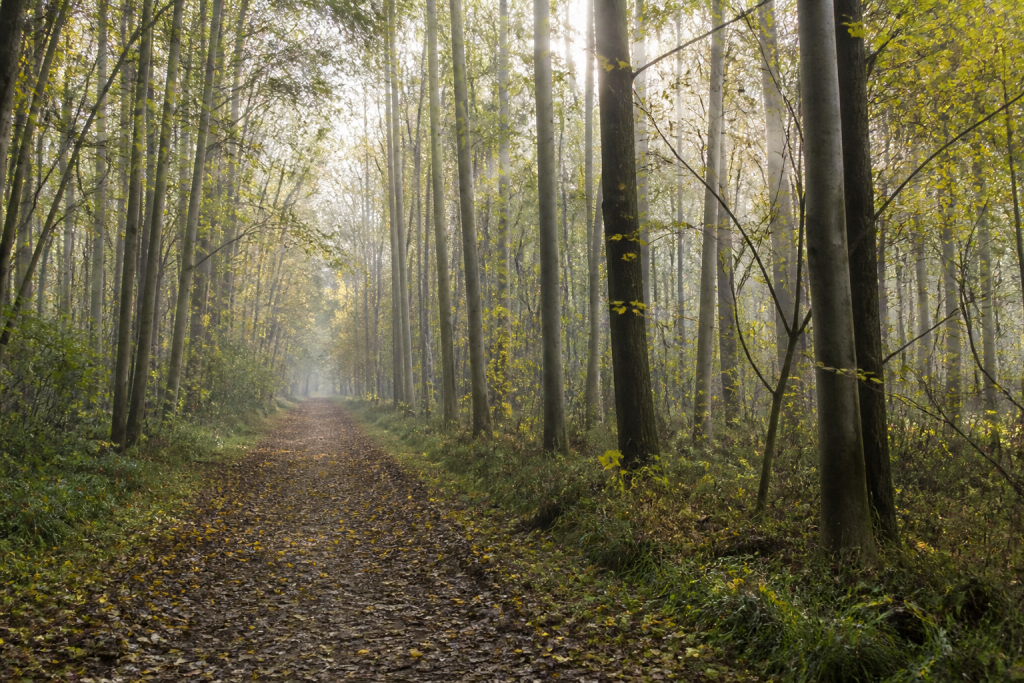Waldweg durch jungen Laubwald mit Herbstlaub im Horsterwold bei Zeewolde