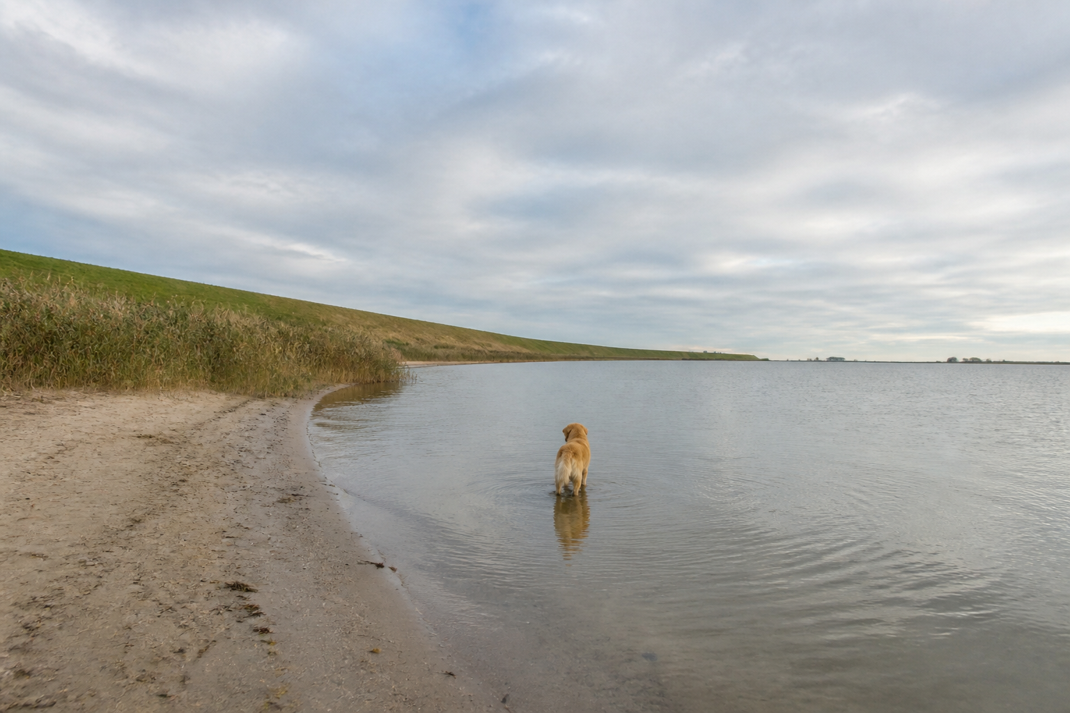Hund steht im flachen Wasser an einem sandigen Uferstreifen eines Polder-Sees in Flevoland im Herbstlicht