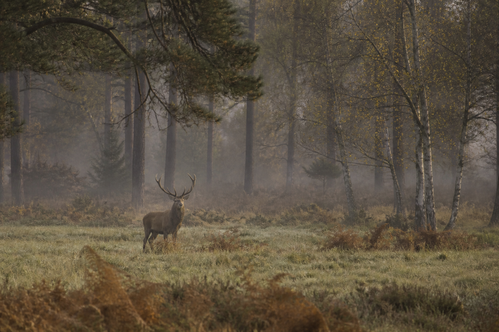 Rothirsch steht im Morgennebel auf einer Waldlichtung auf der Veluwe