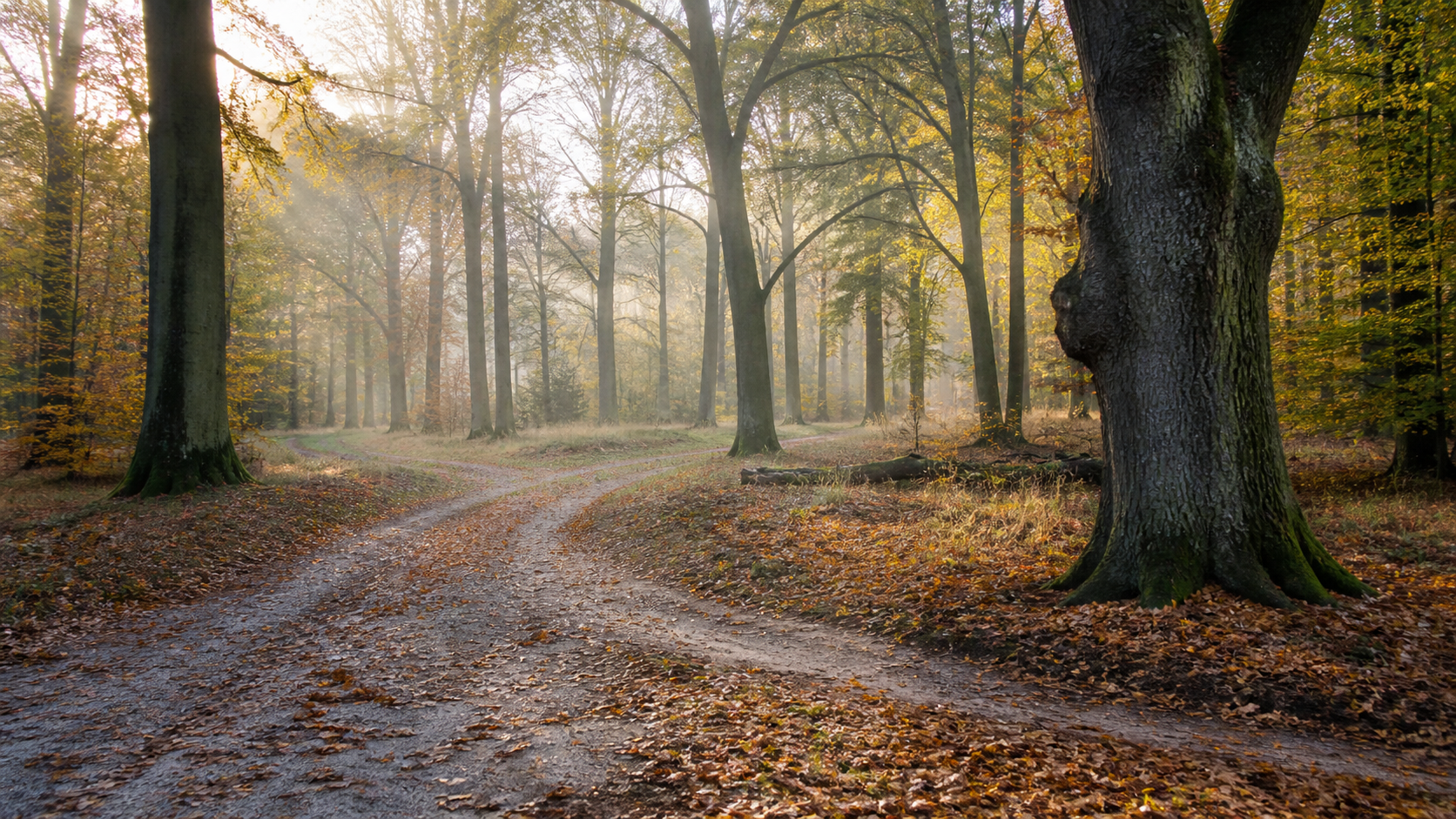 Sandiger Waldweg zwischen Buchen im Herbst, Nebel zwischen den Stämmen